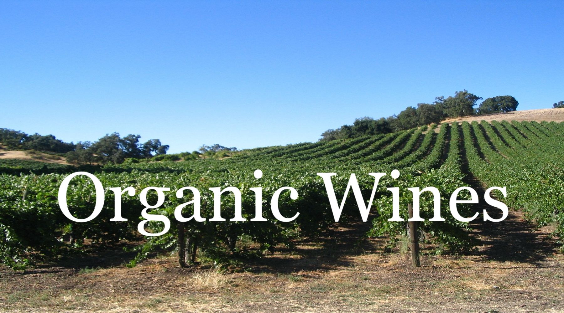 Organic vineyard with rows of grapevines under a clear blue sky