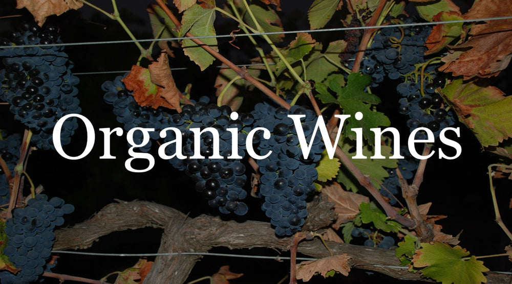 Organic black grapes hanging on a vine with green and dried leaves at night