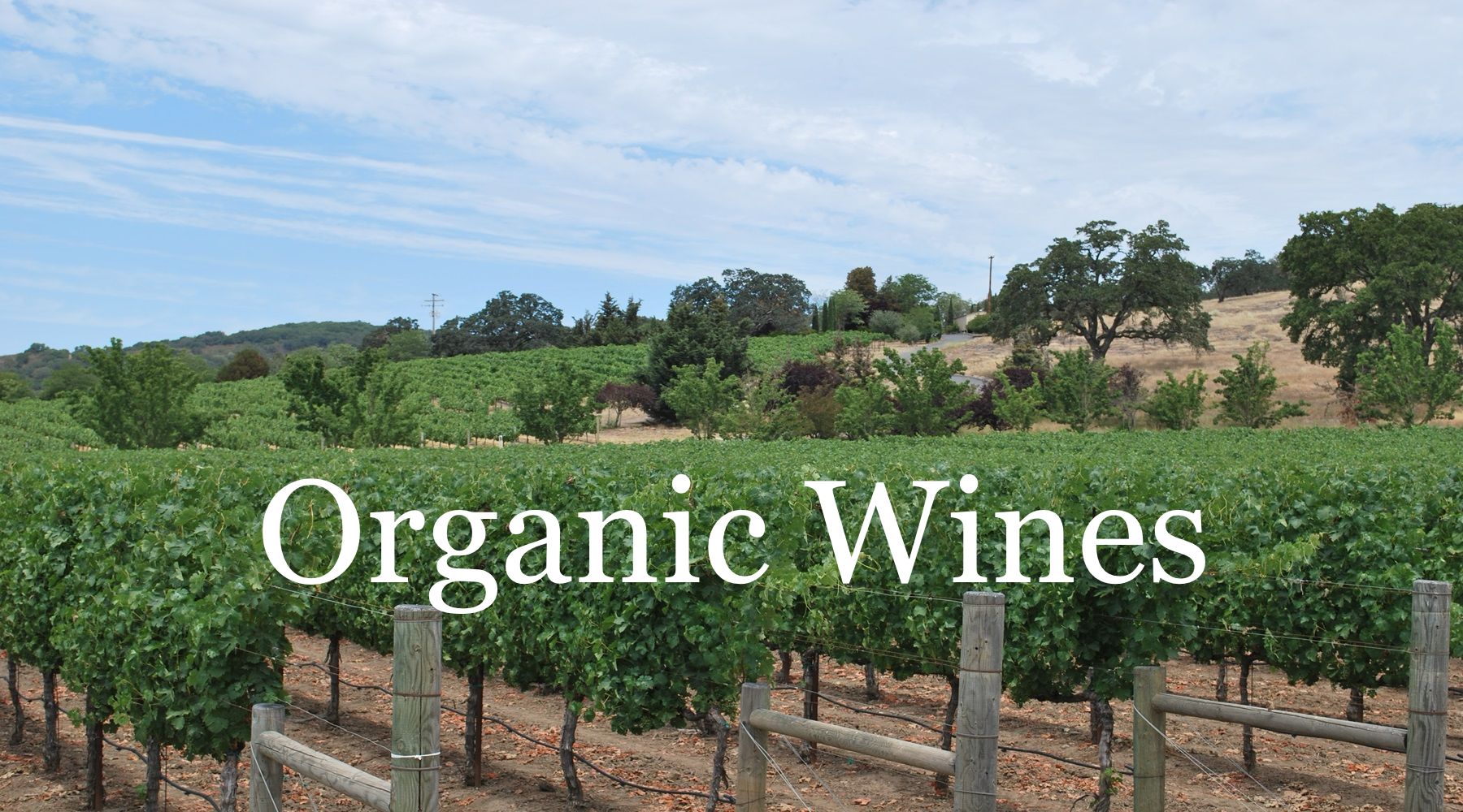 Lush organic vineyard with green grapevines under a partly cloudy sky