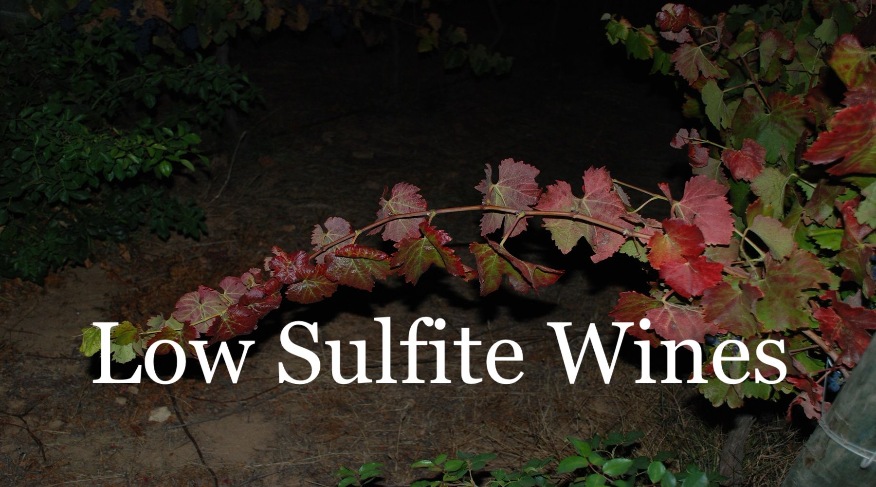 Red and green grapevine leaves at night, representing low sulfite wine production